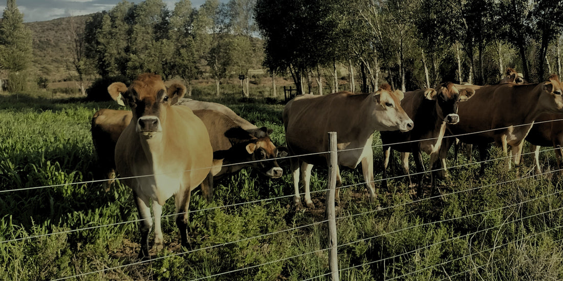 Top 5 Redes Waarom Jy Roumelk-Kaas Moet Eet