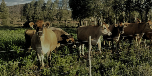 Top 5 Redes Waarom Jy Roumelk-Kaas Moet Eet